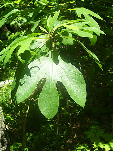 Sassafras albidum